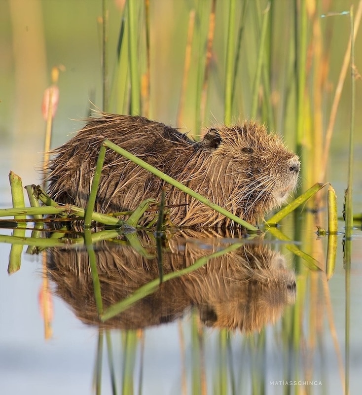 coypu