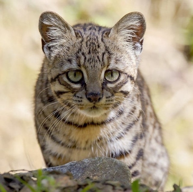 Geoffreys cat