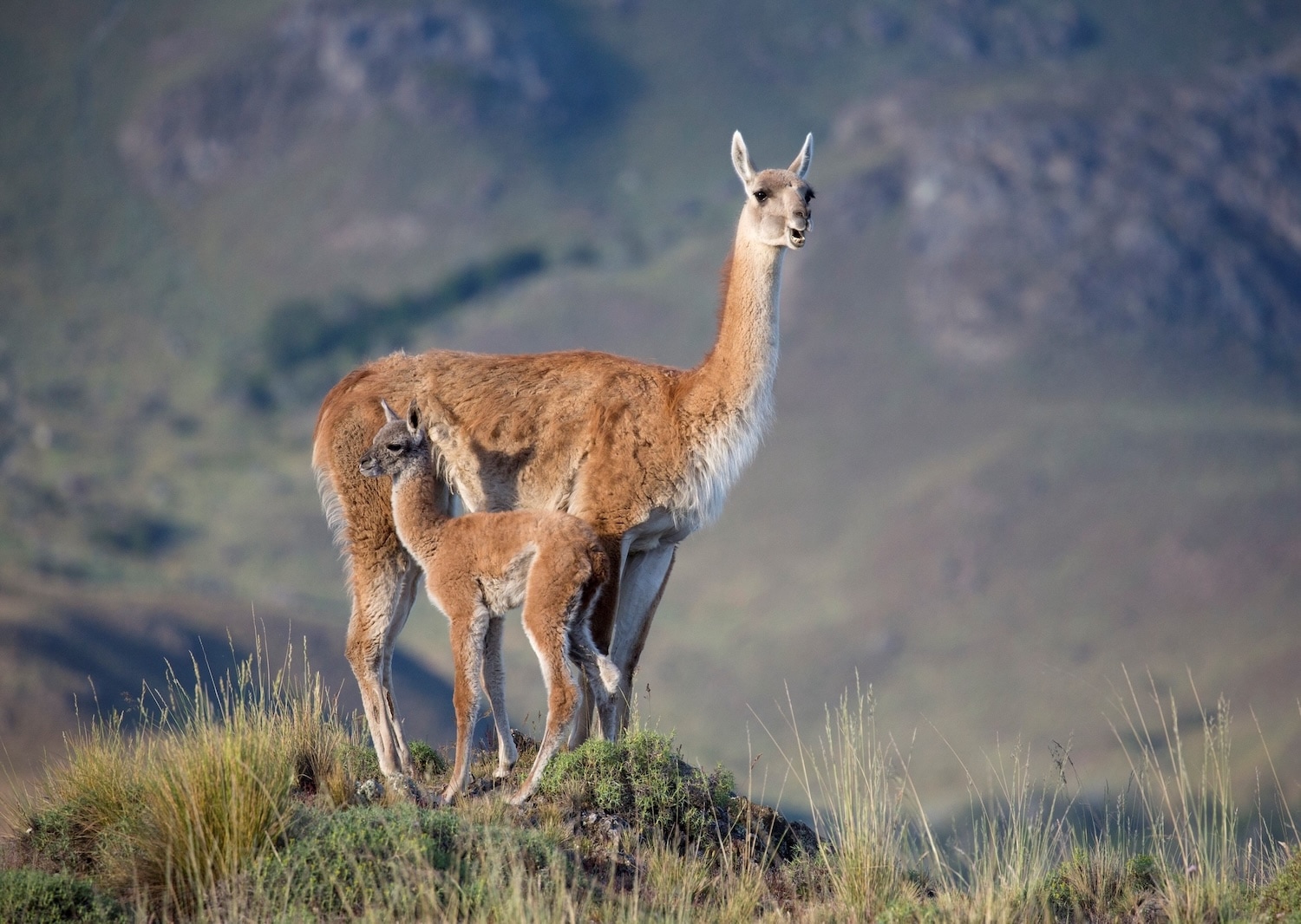Guanaco