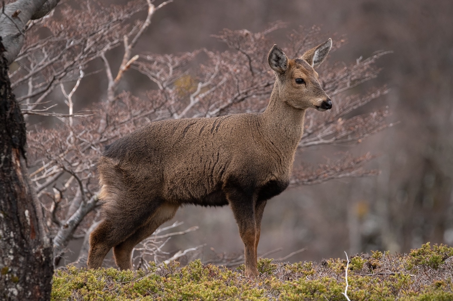 Huemul