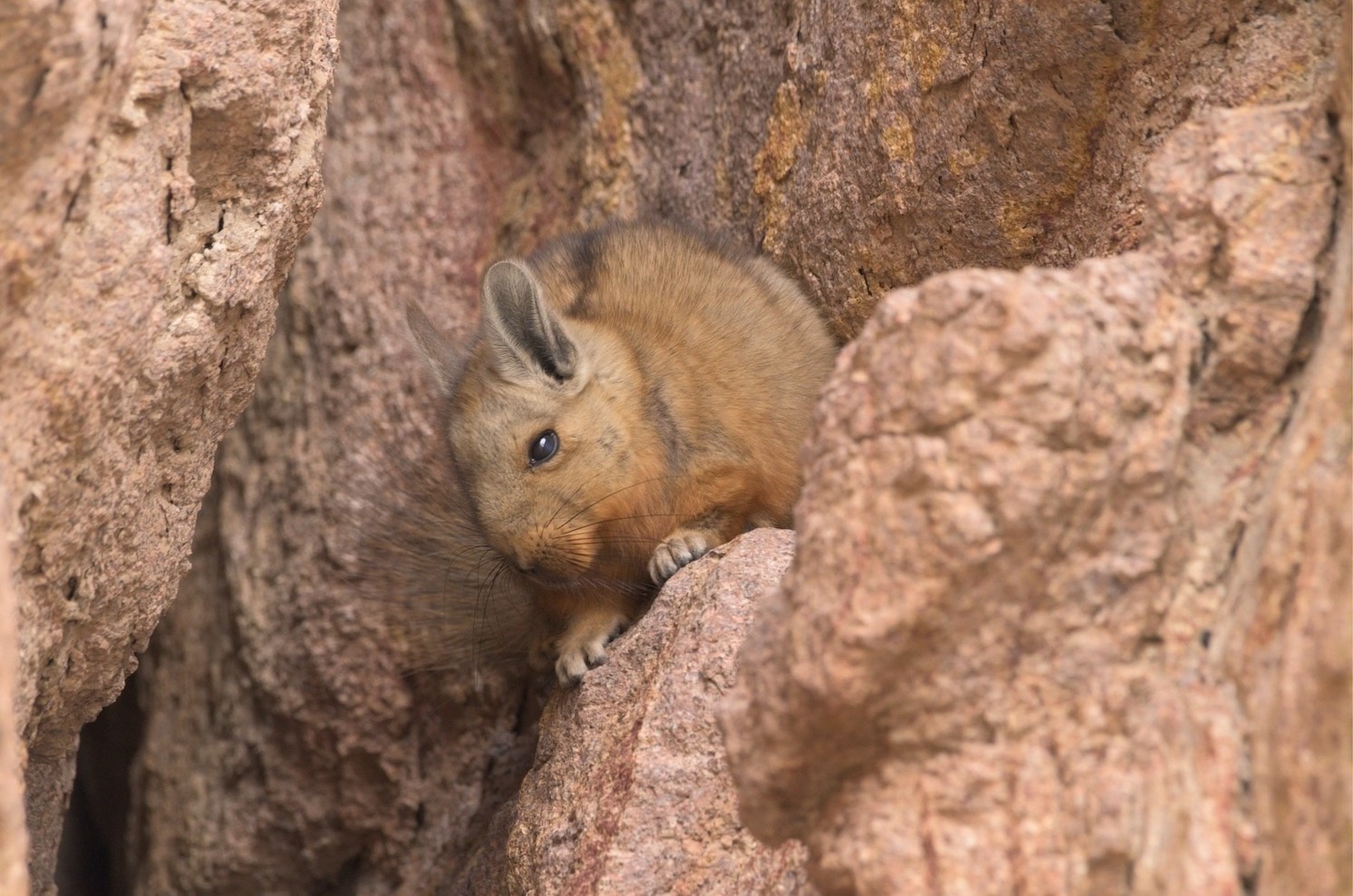 Wolffsohn's viscacha