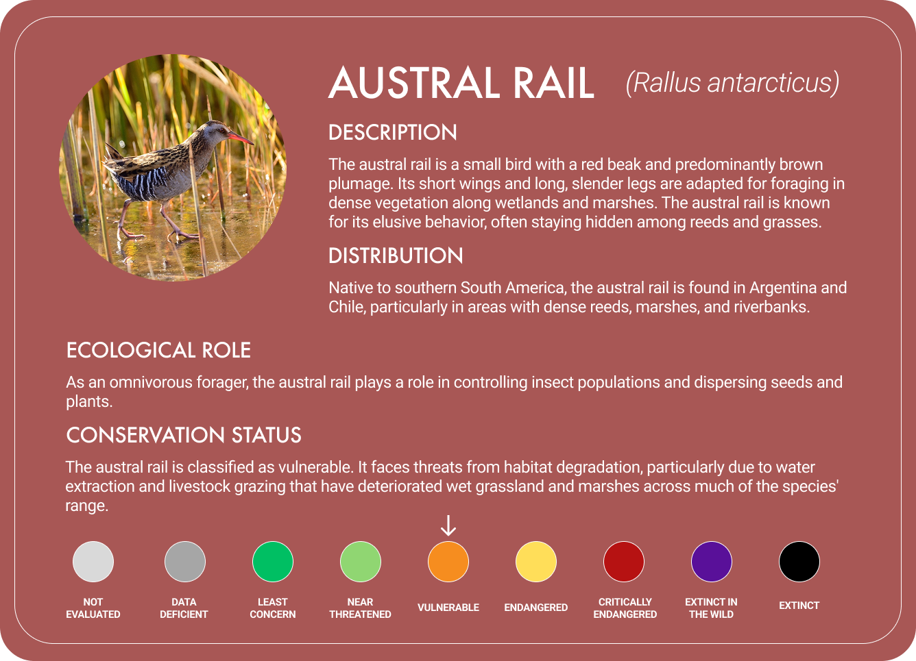 Austral Rail