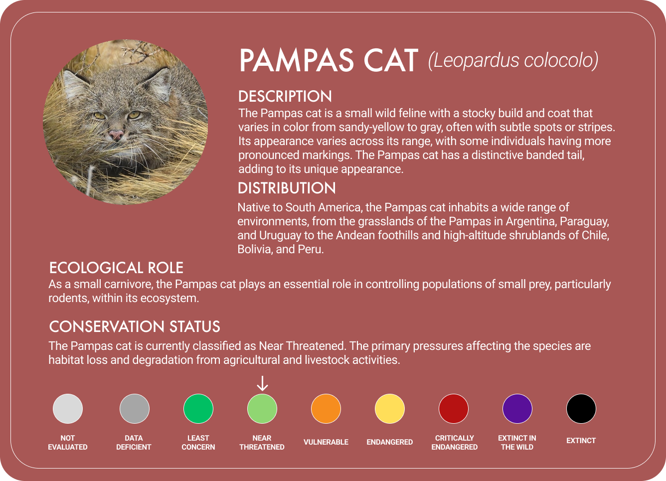 Pampas Cat