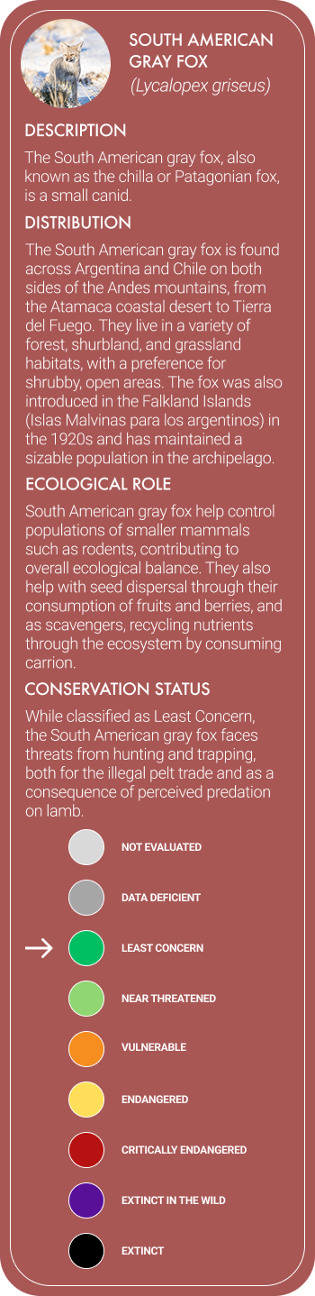 South American Grey Fox Mobile