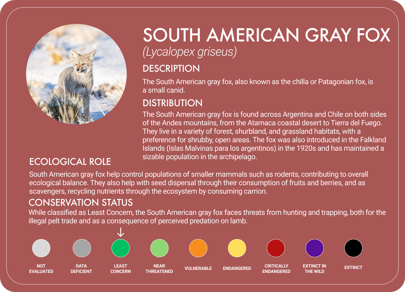 South American Grey Fox