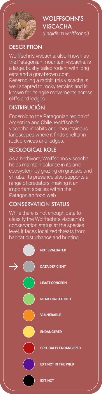 Wolffsohn's Viscacha Mobile