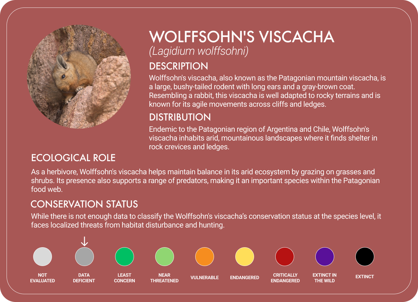 Wolffsohn's Viscacha