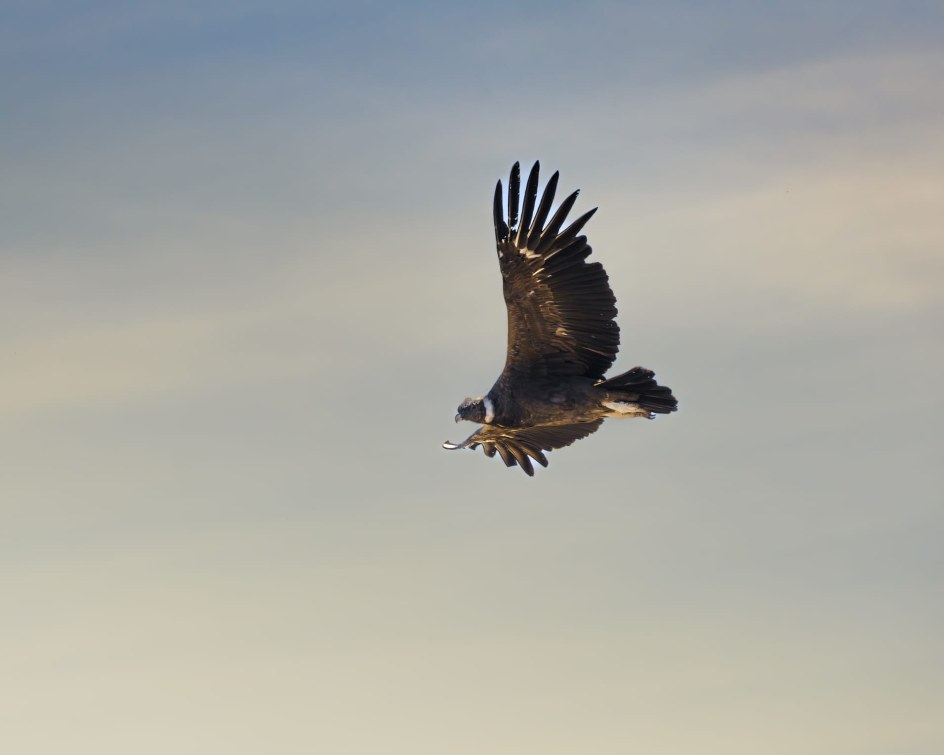 Descripción de la foto 1