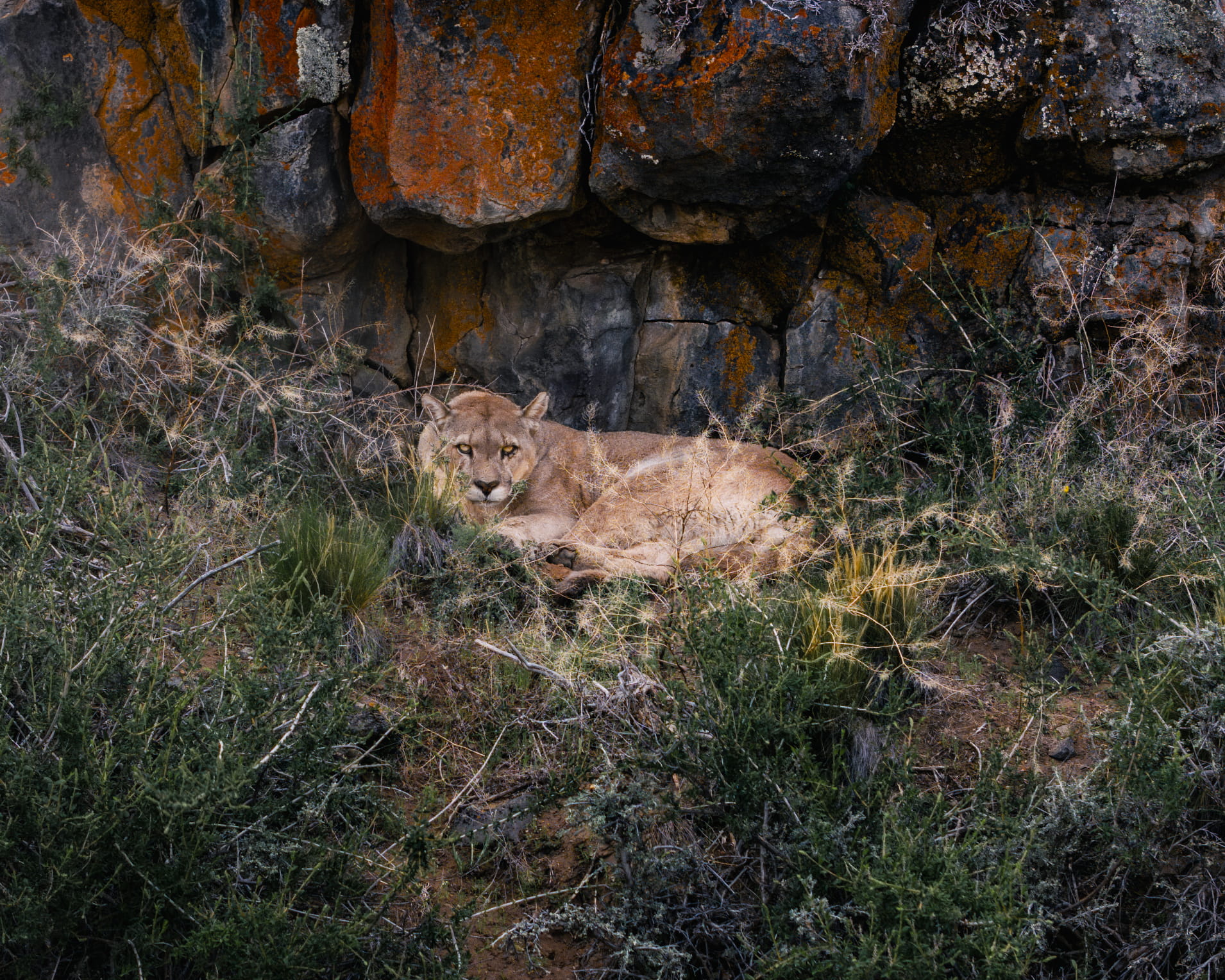 Descripción de la foto 3