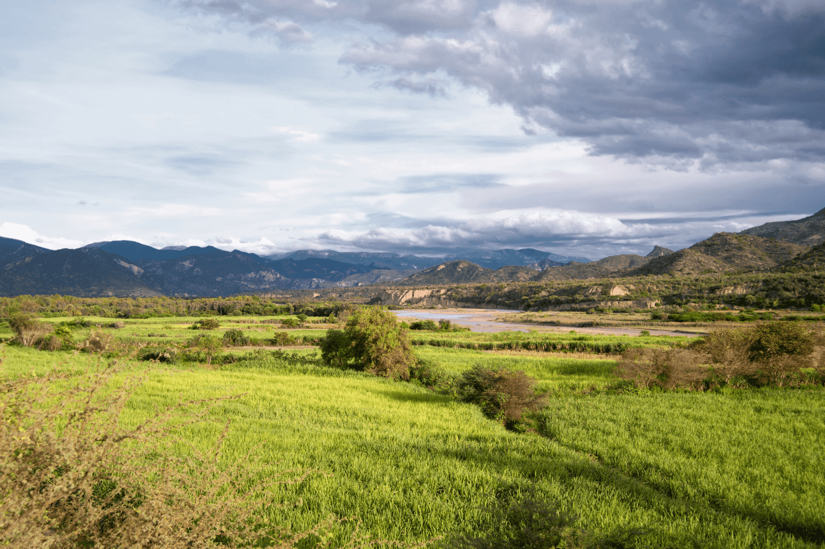 Wolffsohn's viscacha