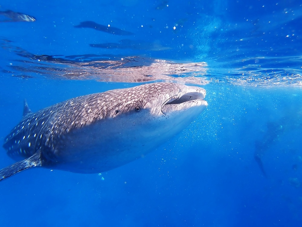 Whale shark feeding
