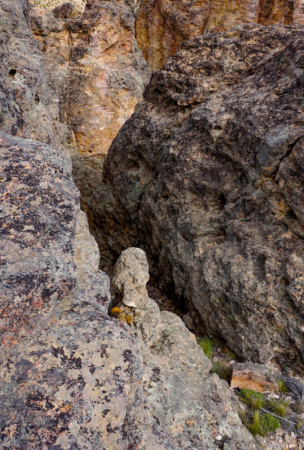 Wolffsohn's viscacha